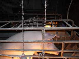 Farrowing crates at Allains Piggery NSW - Australian pig farming - Captured at Allain's Piggery, Blakney Creek NSW Australia.