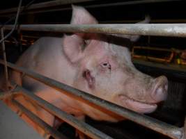 Sow with sound on face - Australian pig farming - Captured at Allain's Piggery, Blakney Creek NSW Australia.