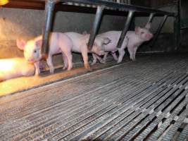 Farrowing crates at Allains Piggery NSW - Australian pig farming - Captured at Allain's Piggery, Blakney Creek NSW Australia.