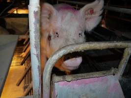 Sow with sound on face - Australian pig farming - Captured at Allain's Piggery, Blakney Creek NSW Australia.