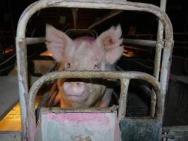 Farrowing crates at Allains Piggery NSW - Australian pig farming - Captured at Allain's Piggery, Blakney Creek NSW Australia.