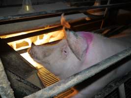 Farrowing crates at Allains Piggery NSW - Australian pig farming - Captured at Allain's Piggery, Blakney Creek NSW Australia.