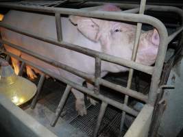 Farrowing crates at Allains Piggery NSW - Australian pig farming - Captured at Allain's Piggery, Blakney Creek NSW Australia.