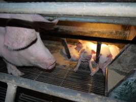 Farrowing crates at Allains Piggery NSW - Australian pig farming - Captured at Allain's Piggery, Blakney Creek NSW Australia.