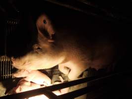 Farrowing crates at Allains Piggery NSW - Australian pig farming - Captured at Allain's Piggery, Blakney Creek NSW Australia.