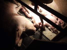 Sow with piglets - Australian pig farming - Captured at Allain's Piggery, Blakney Creek NSW Australia.