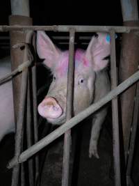 Sow stalls at Allains Piggery NSW - Australian pig farming - Captured at Allain's Piggery, Blakney Creek NSW Australia.