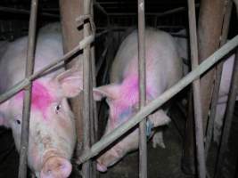 Sow stalls at Allains Piggery NSW - Australian pig farming - Captured at Allain's Piggery, Blakney Creek NSW Australia.