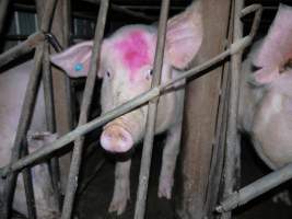 Sow stalls at Allains Piggery NSW - Australian pig farming - Captured at Allain's Piggery, Blakney Creek NSW Australia.