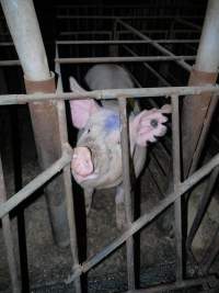 Sow stalls at Allains Piggery NSW - Large chunks cut out of sow's ear - Captured at Allain's Piggery, Blakney Creek NSW Australia.