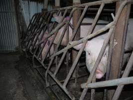 Sow stalls at Allains Piggery NSW - Australian pig farming - Captured at Allain's Piggery, Blakney Creek NSW Australia.