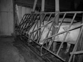 Sow stalls at Allains Piggery NSW - Australian pig farming - Captured at Allain's Piggery, Blakney Creek NSW Australia.