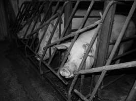 Sow stalls at Allains Piggery NSW - Australian pig farming - Captured at Allain's Piggery, Blakney Creek NSW Australia.