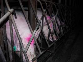 Sow stalls at Allains Piggery NSW - Australian pig farming - Captured at Allain's Piggery, Blakney Creek NSW Australia.