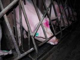 Sow stalls at Allains Piggery NSW - Australian pig farming - Captured at Allain's Piggery, Blakney Creek NSW Australia.