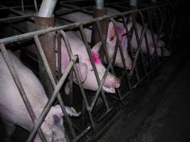 Farrowing crates at Allains Piggery NSW - Australian pig farming - Captured at Allain's Piggery, Blakney Creek NSW Australia.