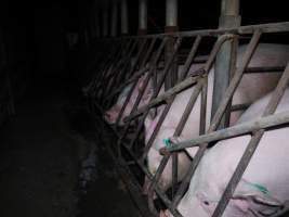 Sow stalls at Allains Piggery NSW - Australian pig farming - Captured at Allain's Piggery, Blakney Creek NSW Australia.