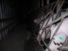 Sow stalls at Allains Piggery NSW - Australian pig farming - Captured at Allain's Piggery, Blakney Creek NSW Australia.