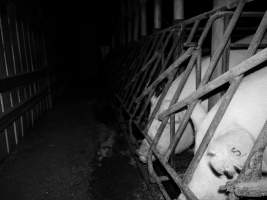 Sow stalls at Allains Piggery NSW - Australian pig farming - Captured at Allain's Piggery, Blakney Creek NSW Australia.