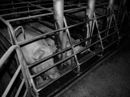 Sow stalls at Allains Piggery NSW - Australian pig farming - Captured at Allain's Piggery, Blakney Creek NSW Australia.