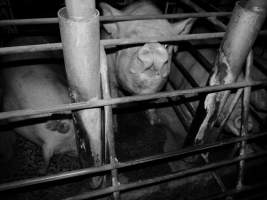 Sow stalls at Allains Piggery NSW - Australian pig farming - Captured at Allain's Piggery, Blakney Creek NSW Australia.