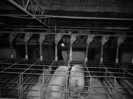 Sow stalls at Allains Piggery NSW - Australian pig farming - Captured at Allain's Piggery, Blakney Creek NSW Australia.