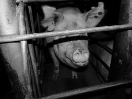 Sow stalls at Allains Piggery NSW - Australian pig farming - Captured at Allain's Piggery, Blakney Creek NSW Australia.