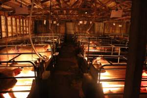 Farrowing crates at Strathvean Piggery NSW - Australian pig farming - Captured at Strathvean Piggery, Tarcutta NSW Australia.