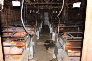 Farrowing crates at Strathvean Piggery NSW - Australian pig farming - Captured at Strathvean Piggery, Tarcutta NSW Australia.