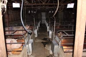 Farrowing crates at Strathvean Piggery NSW - Australian pig farming - Captured at Strathvean Piggery, Tarcutta NSW Australia.