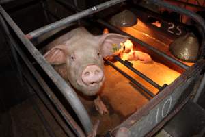 Sow in crate - Australian pig farming - Captured at Strathvean Piggery, Tarcutta NSW Australia.