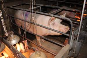 Sow in crate - Australian pig farming - Captured at Strathvean Piggery, Tarcutta NSW Australia.