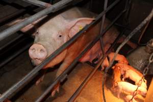 Farrowing crates at Strathvean Piggery NSW - Australian pig farming - Captured at Strathvean Piggery, Tarcutta NSW Australia.