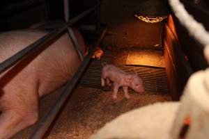 Farrowing crates at Strathvean Piggery NSW - Australian pig farming - Captured at Strathvean Piggery, Tarcutta NSW Australia.