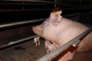 Farrowing crates at Strathvean Piggery NSW - Australian pig farming - Captured at Strathvean Piggery, Tarcutta NSW Australia.