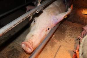 Farrowing crates at Strathvean Piggery NSW - Australian pig farming - Captured at Strathvean Piggery, Tarcutta NSW Australia.