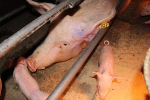 Farrowing crates at Strathvean Piggery NSW - Australian pig farming - Captured at Strathvean Piggery, Tarcutta NSW Australia.