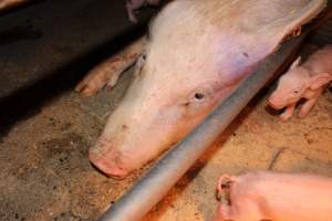 Farrowing crates at Strathvean Piggery NSW - Australian pig farming - Captured at Strathvean Piggery, Tarcutta NSW Australia.