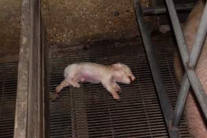 Farrowing crates at Strathvean Piggery NSW - Australian pig farming - Captured at Strathvean Piggery, Tarcutta NSW Australia.