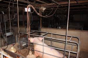 Farrowing crates at Strathvean Piggery NSW - Australian pig farming - Captured at Strathvean Piggery, Tarcutta NSW Australia.