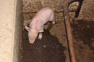 Farrowing crates at Strathvean Piggery NSW - Australian pig farming - Captured at Strathvean Piggery, Tarcutta NSW Australia.