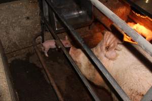 Farrowing crates at Strathvean Piggery NSW - Australian pig farming - Captured at Strathvean Piggery, Tarcutta NSW Australia.