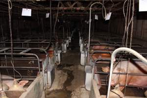 Farrowing crates at Strathvean Piggery NSW - Australian pig farming - Captured at Strathvean Piggery, Tarcutta NSW Australia.