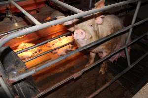 Farrowing crates at Strathvean Piggery NSW - Australian pig farming - Captured at Strathvean Piggery, Tarcutta NSW Australia.