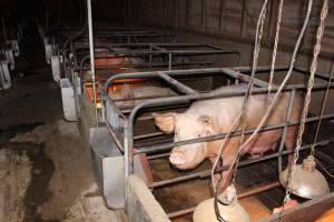 Farrowing crates at Strathvean Piggery NSW - Australian pig farming - Captured at Strathvean Piggery, Tarcutta NSW Australia.