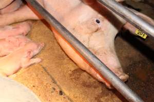 Farrowing crates at Strathvean Piggery NSW - Australian pig farming - Captured at Strathvean Piggery, Tarcutta NSW Australia.