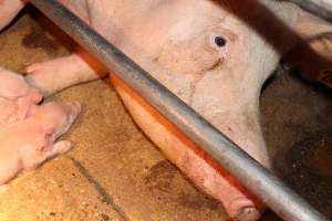 Farrowing crates at Strathvean Piggery NSW - Australian pig farming - Captured at Strathvean Piggery, Tarcutta NSW Australia.