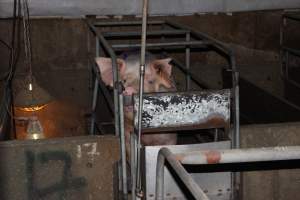 Sow looking out from farrowing crate - Australian pig farming - Captured at Strathvean Piggery, Tarcutta NSW Australia.