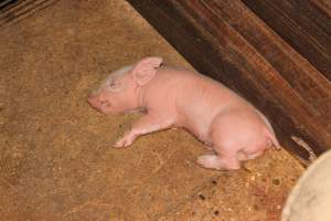 Farrowing crates at Strathvean Piggery NSW - Australian pig farming - Captured at Strathvean Piggery, Tarcutta NSW Australia.