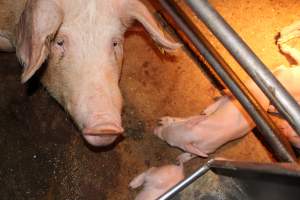 Sow and piglets in crate - Australian pig farming - Captured at Strathvean Piggery, Tarcutta NSW Australia.